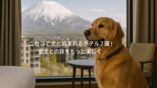 犬とホテルに泊まっている画像